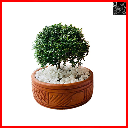 Kamini Bonsai Plant