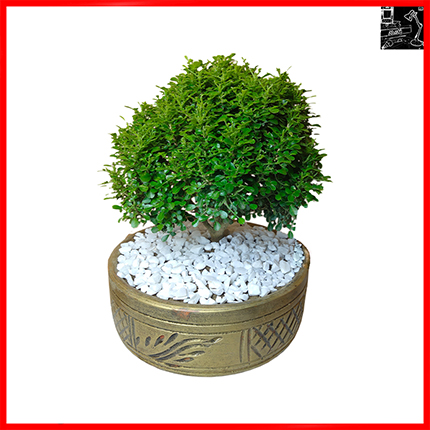 Kamini Bonsai Plant With Soil Tob