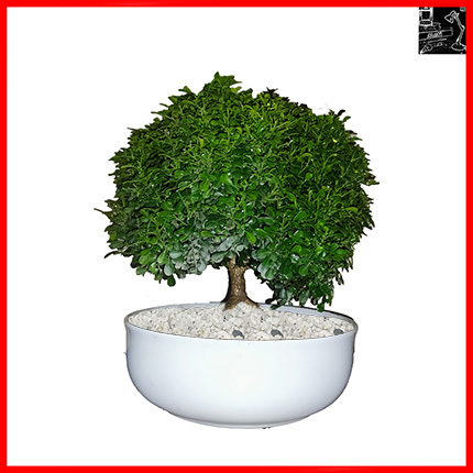 Kamini Bonsai Plant With Ceramics Pot