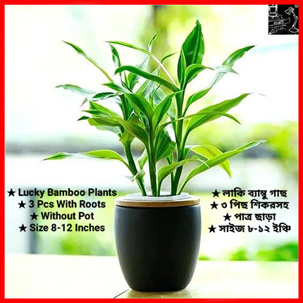 Lucky Bamboo Plants Price In BD